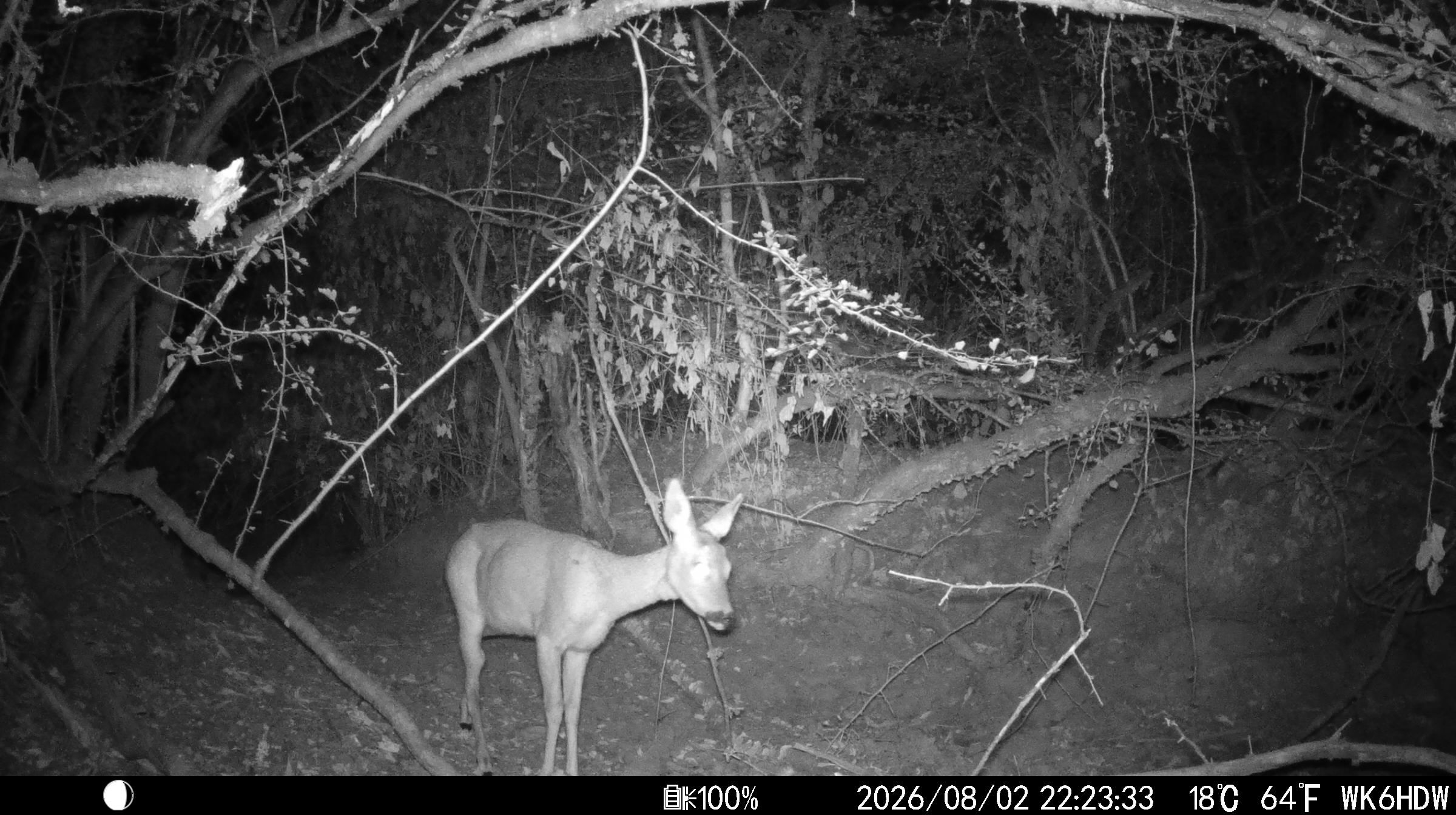 Rehe trinken aus der Wasserstelle 2