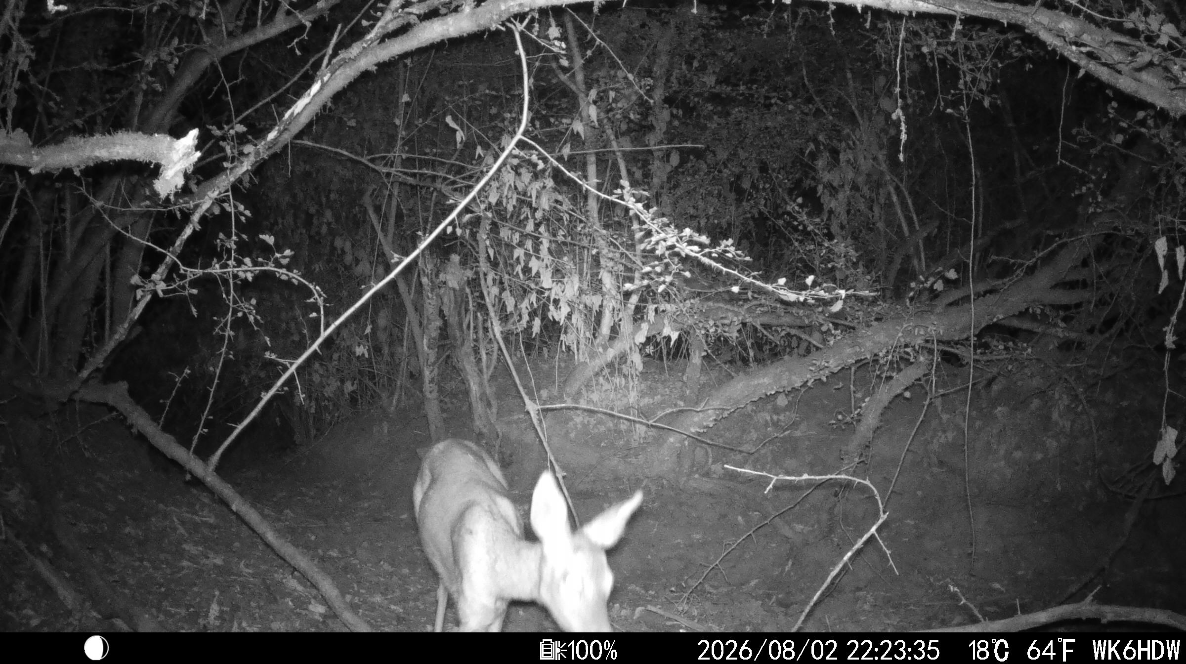 Rehe trinken aus der Wasserstelle 3